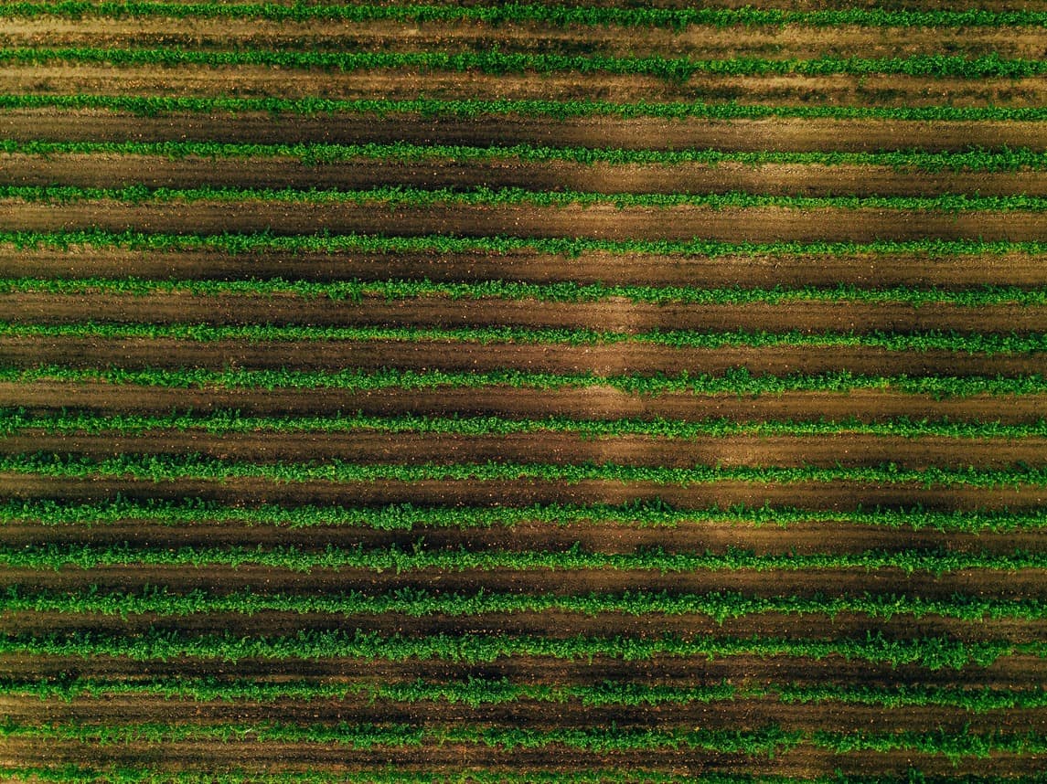Aerial view of vineyard